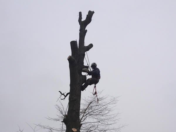 Geroge Nicholls climbing and removing a tree