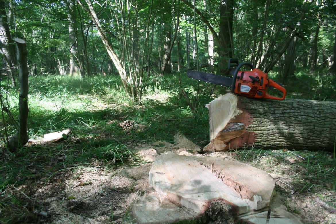 tree stump with chainsaw after felling