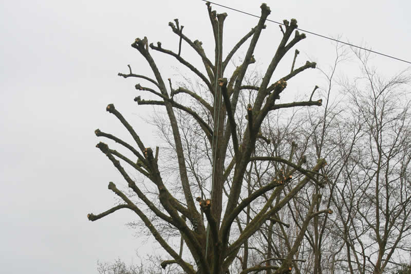 tree after pollarding 