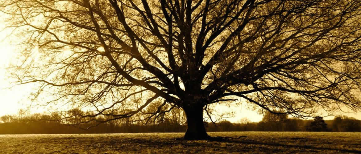 large tree in sunset