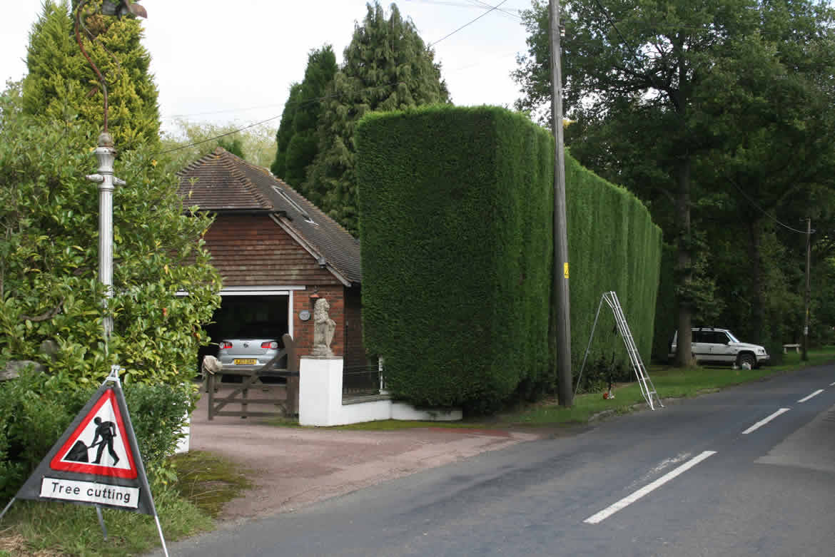 Cutting a very tall hedge