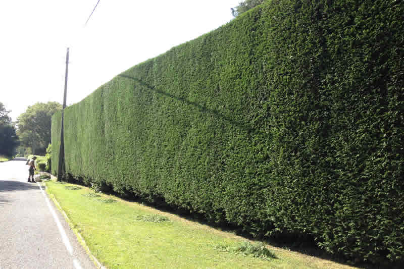 long hedge